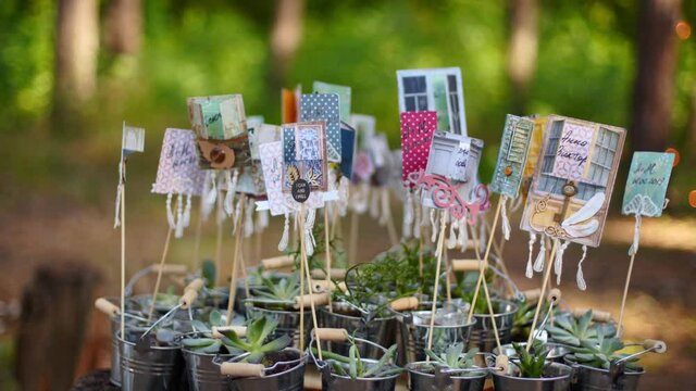 Alpenglow or vera higgins succulents in small decorated galvanized buckets arranged on a stump in pine forest. Pots with succulent aloe flowers as presents for wedding guests on ceremony venue.
