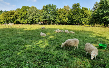 Obraz premium Schafe Berlin