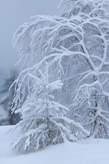 Tree branches with snow in the mist of winter. Frozen trees after a blizzard.Cold snowy weather.Frozen trees and branches after a blizzard.Winter branches of trees on background  white sky Soft focus