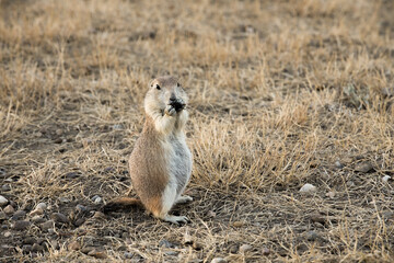 Black-tailed prairie dog eating in Grasslands National Park; Saskatchewan, Canada