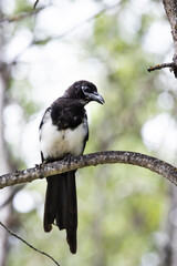 Wild black-billed Magpie perched on a branch among green leaves