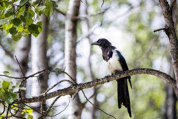 Wild black-billed Magpie perched on a branch among green leaves
