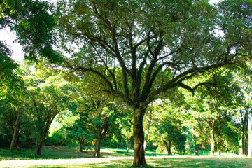 bosque