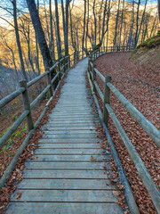 Obraz premium Pathway in Montegrande wood, Teverga, Asturias, Spain
