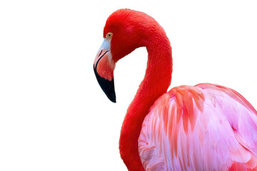 Fototapeta premium Flamingo Bird
