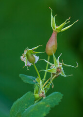 California Wild rose hips close up detail shot