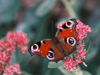 Gorgeous colourful European peacock butterfly (Aglais io) sitting on pink blossom of butterfly stonecrop (Hylotelephium spectabile). A butterfly peacock sits on a flower of ice plant. 