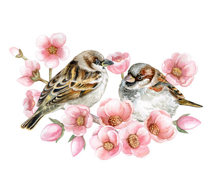 recommend clip art: birds sparrows sitting on a spring pink flowering branch. Couple in love. Watercolor. Illustration. Template. Clip art
