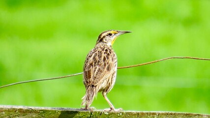 Fototapeta premium bird on a branch