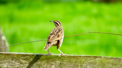 Bird 