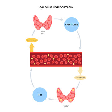 calcium homeostasis diagram