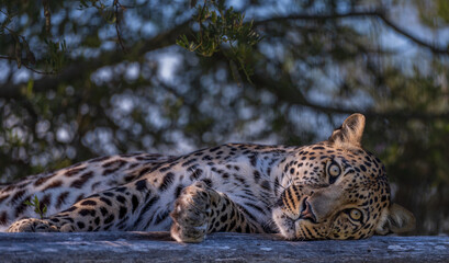 Leopard resting on a fallen tree in South Africa