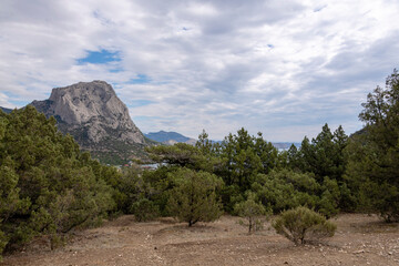Natural reserve juniper grove on the Crimean peninsula, beautiful landscape with coniferous trees and mountains, the concept of tourism and travel