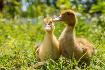 Cute little ducklings walking on green grass.
