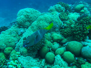 Fototapeta na wymiar parrot fis in the coral