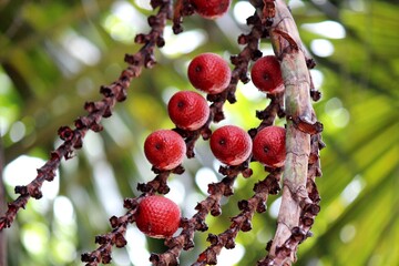 planta fruta buriti - mauritia flexuosa - obrazy, fototapety, plakaty