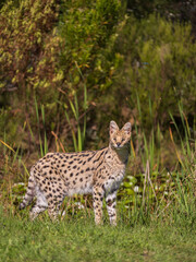 Naklejka na ściany i meble serval the African wildcat in its natural habitat