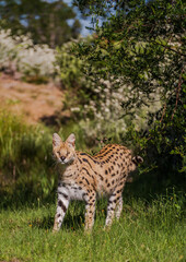 Naklejka na ściany i meble serval the African wildcat in its natural habitat