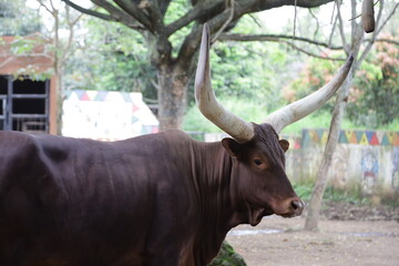 Ankole Watusi, the Big and Long Horned African Cow