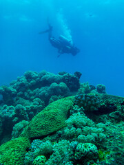 Coral reef and scuba diver