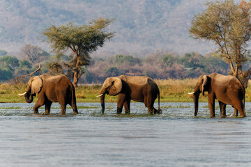 Elephant bulls walking in the Zambezi river in Mana Pools National Park in Zimbabwe  with the...