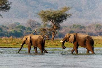 Elephant bulls walking in the Zambezi river in Mana Pools National Park in Zimbabwe  with the mountains of Zambia in the background