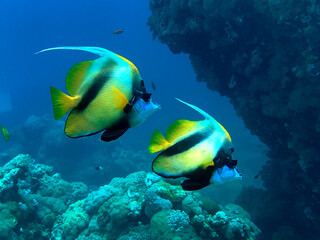 a pair of banner fish