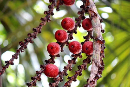 planta fruta buriti - mauritia flexuosa