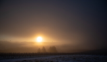 The sun rises behind heavy fog, softly lighting an Oregon vineyard and silhouettes of fir trees.