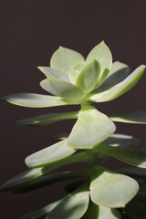 Fototapeta premium Succulent plant