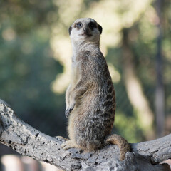 suricate meerkat mongoose