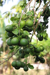fruits on the tree