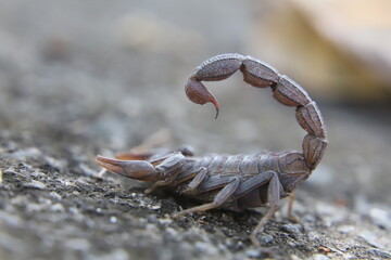 scorpion on the rock