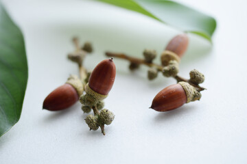 Acorns on the white board