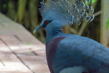 closeup of exotic pigeon bird