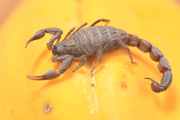 scorpion on yellow background