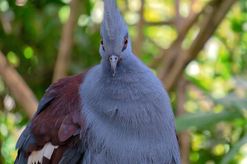 closeup of exotic pigeon bird