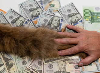 Man hand holding fluffy tail on background of dollar banknotes. Conceptual image