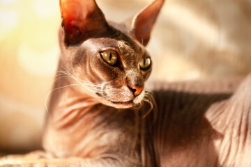 Portrait of a very beautiful cat of the Sphynx breed, on the sofa.