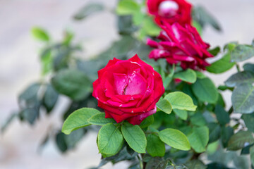 Rose flower on a bush close up, selective focus