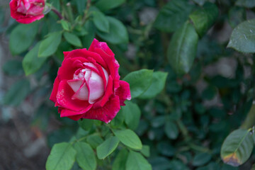 Rose flower on a bush close up, selective focus