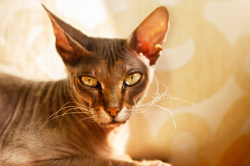 Portrait of a very beautiful cat of the Sphynx breed, on the sofa.