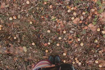 oranges fallen on the floor seen from above