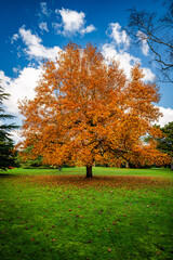 Beautiful tree with orange autumn leafs
