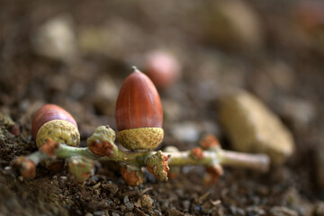 Acorns on the ground © きゃっとふぃっしゅ