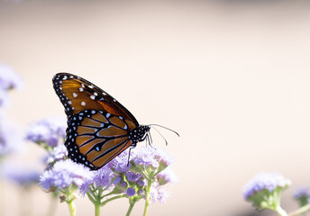 Fototapeta na wymiar Monarch Butterfly in Profile with Closed Wings Perched on Lavender Flowers