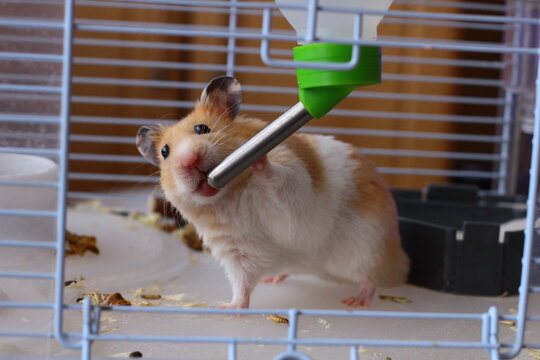 A Hamster Drinking Water From A Water Dispenser