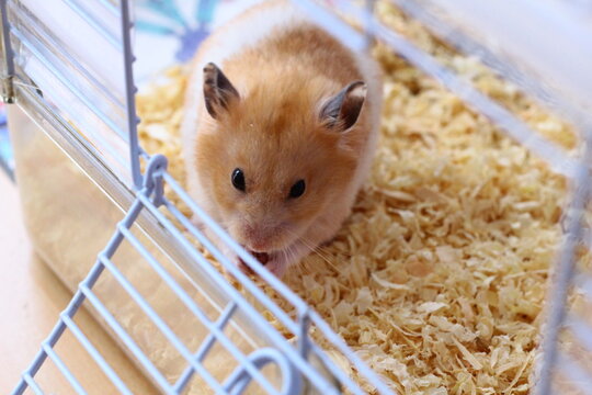 The Syrian hamster in a cage