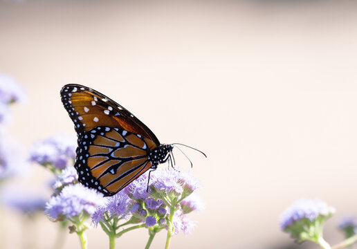 Monarch Butterfly in Profile with Closed Wings Perched on Lavender Flowers