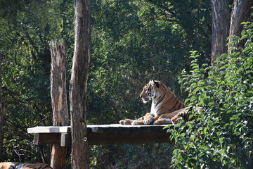 Tiger King 